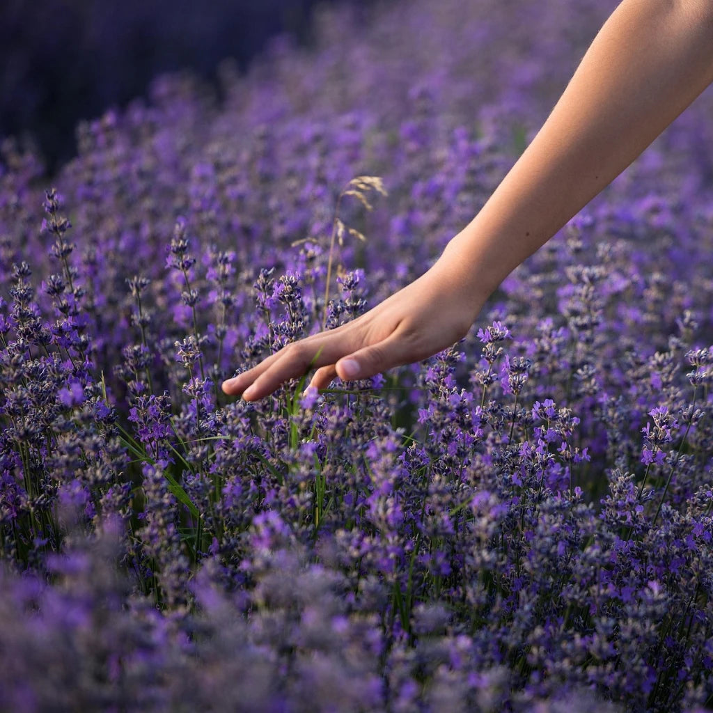 Naturöl "Lavendel abrialis", Sprühdispenser 10 ml