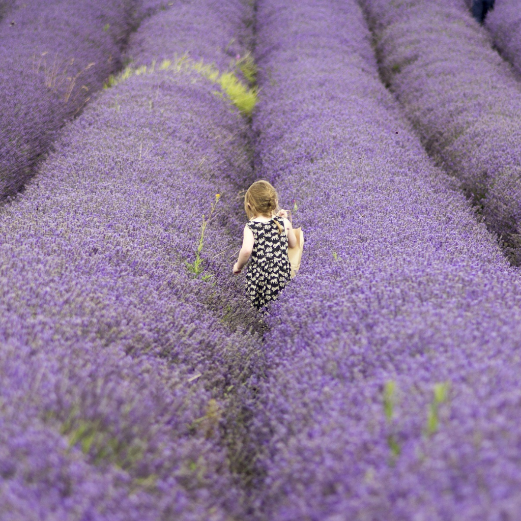 Kind läuft durch Lavendelfeld