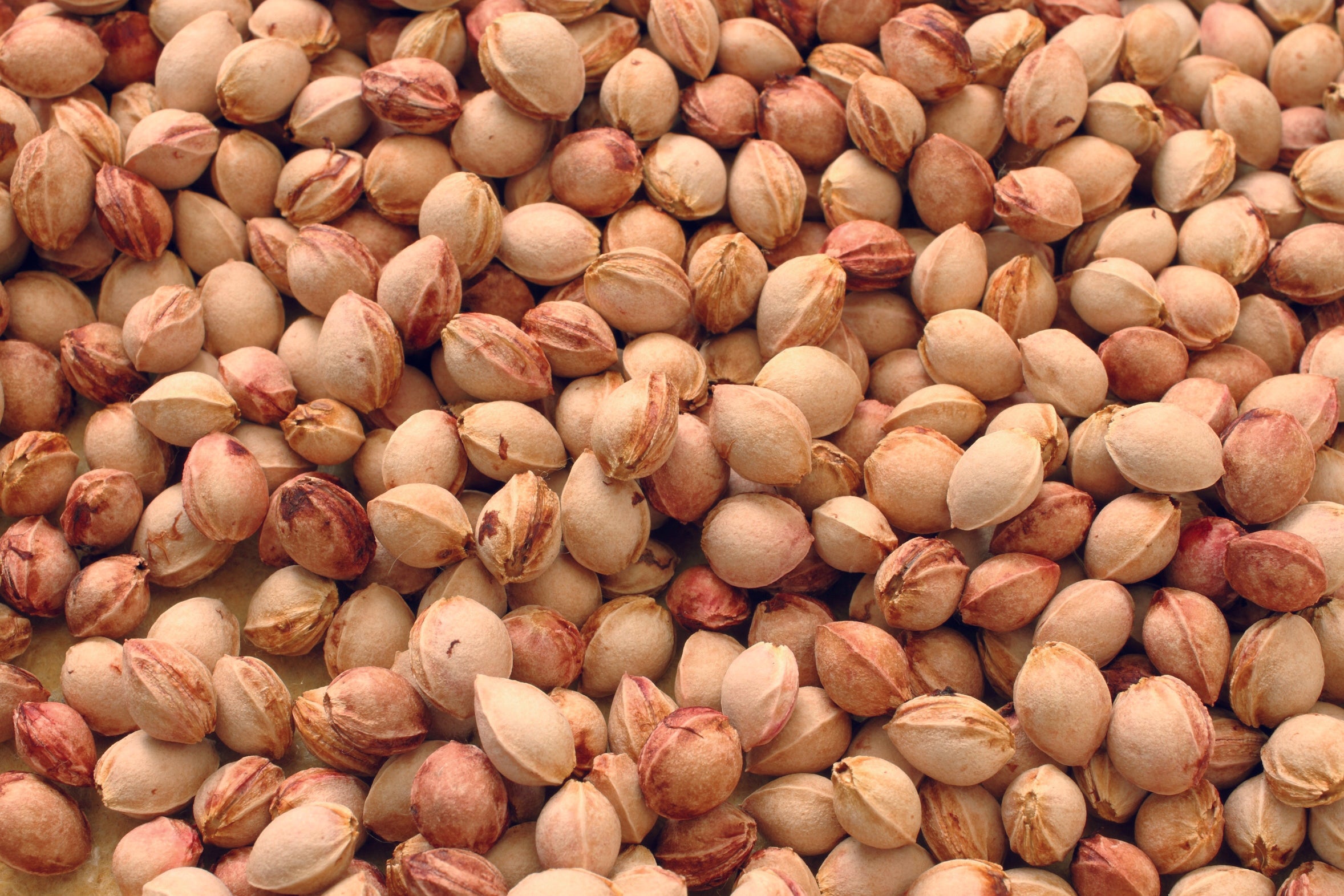 Kirschkerne in Premium-Qualität, 5 kg