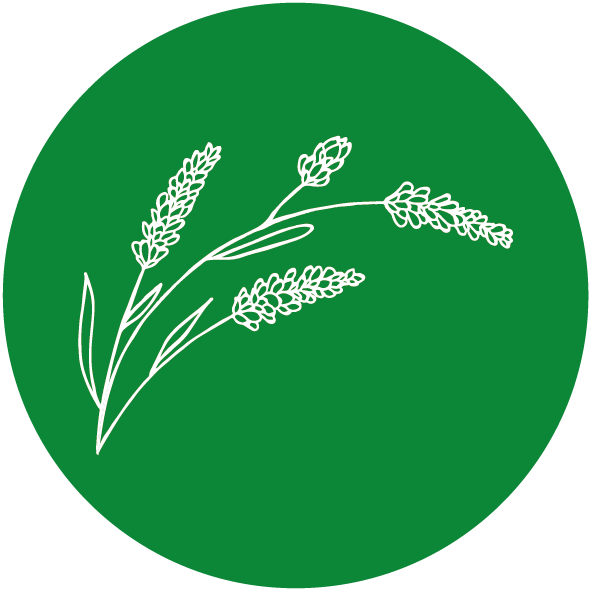 Lavendelblüten, 1 kg
