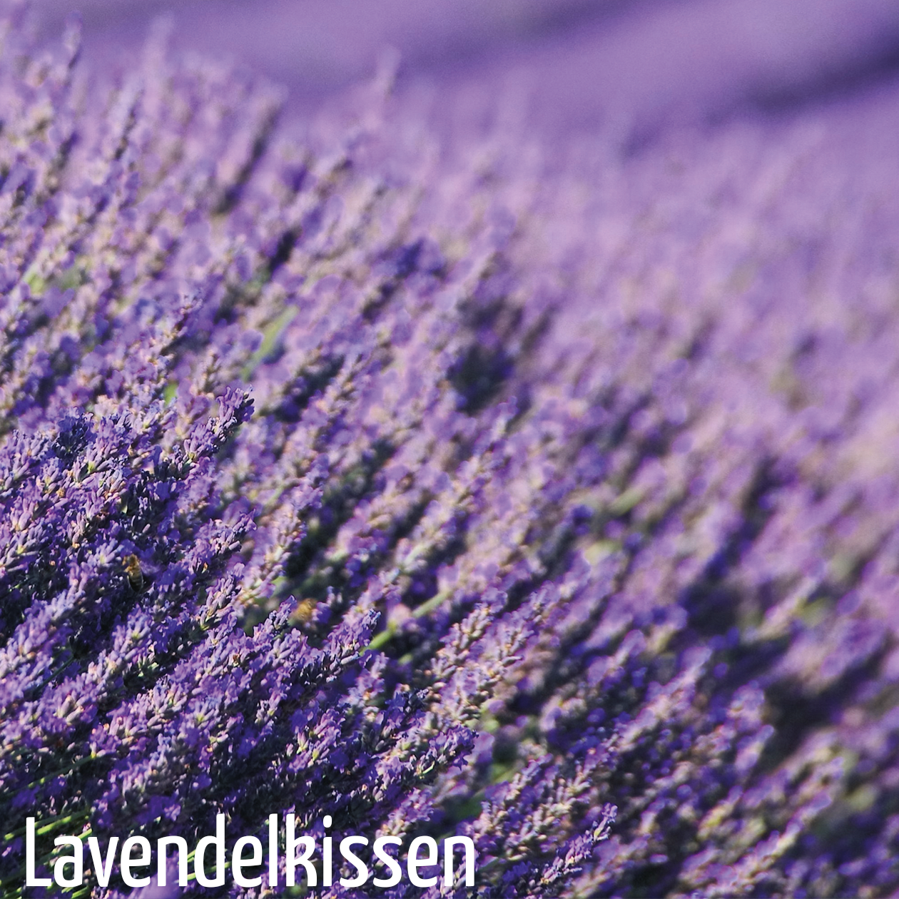 Lavendelblüten, 1 kg