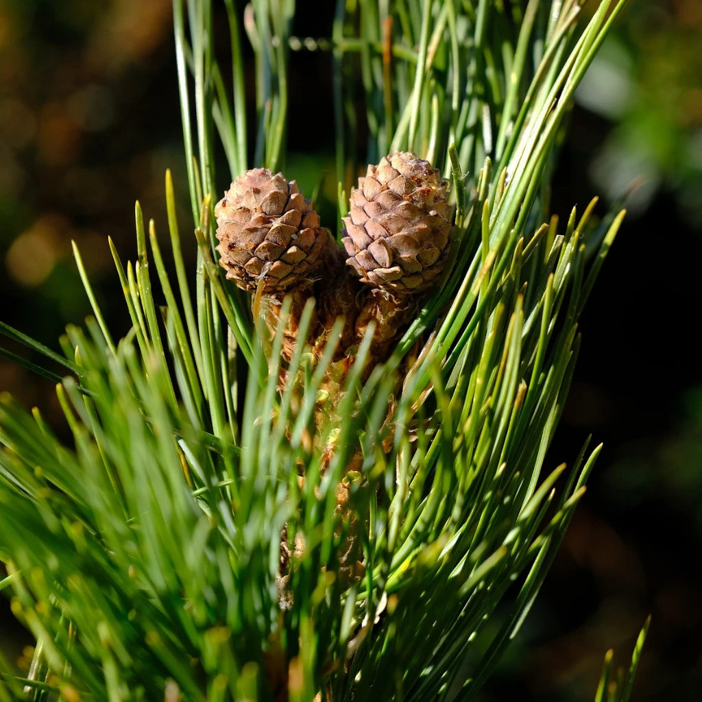 Naturöl "Zirbe", Sprühdispenser 10 ml