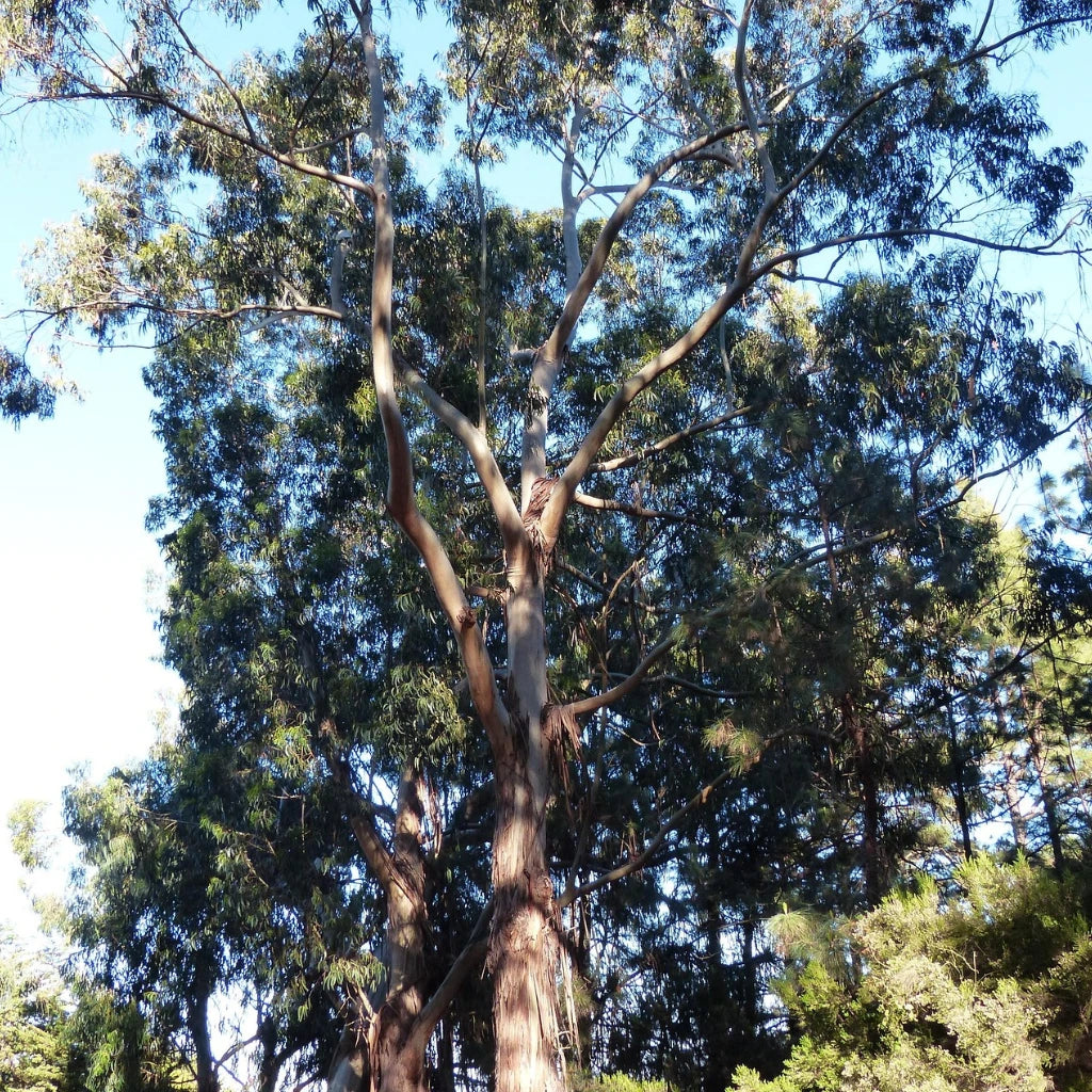 Naturöl "Eukalyptus",  Sprühdispenser10 ml