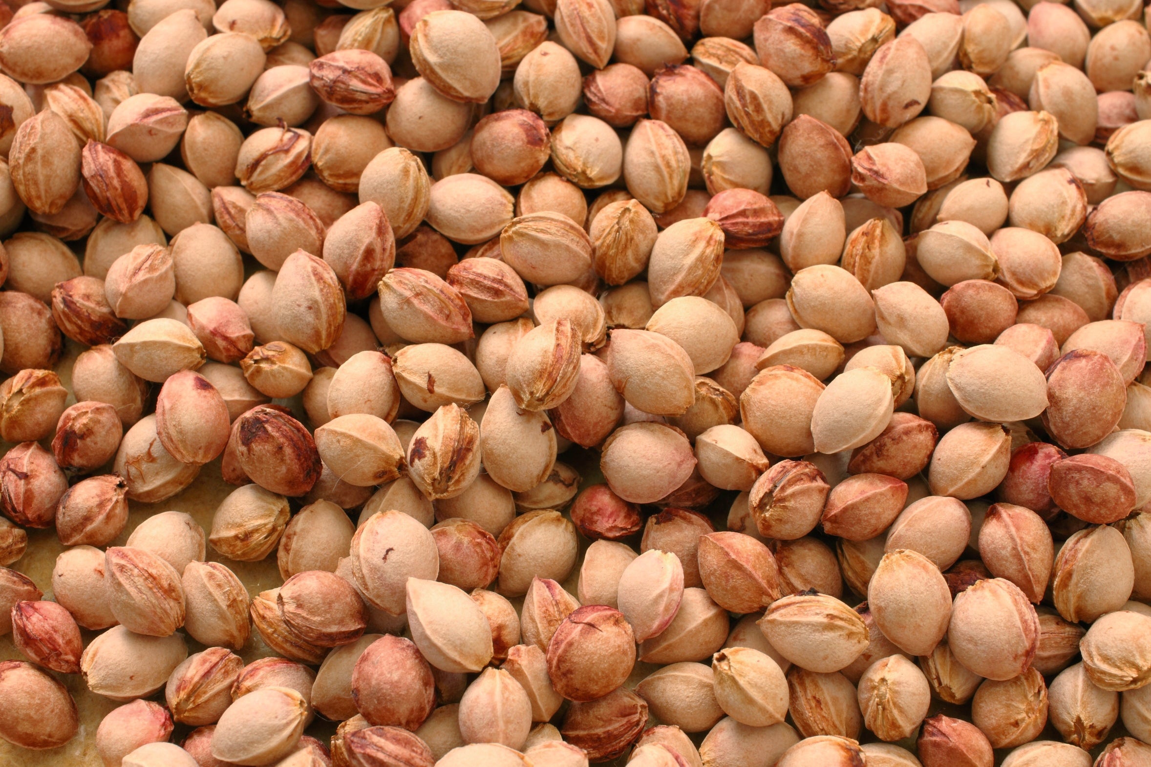 Kirschkerne in Premium-Qualität, 1 kg