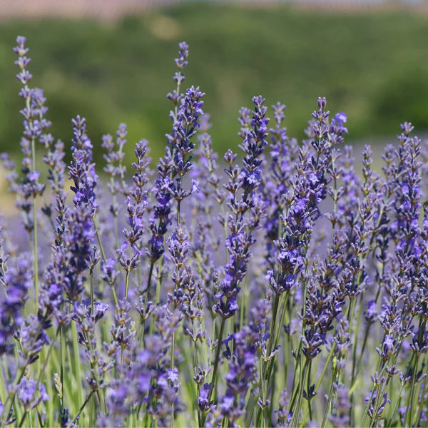Lavendelblüten, 200 g
